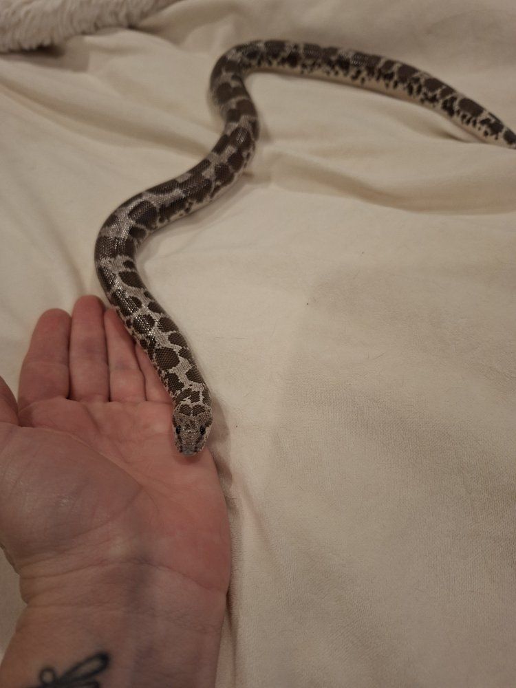 Adult Female Anery Kenyan Sand Boa