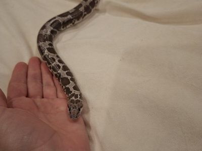 Adult Female Anery Kenyan Sand Boa