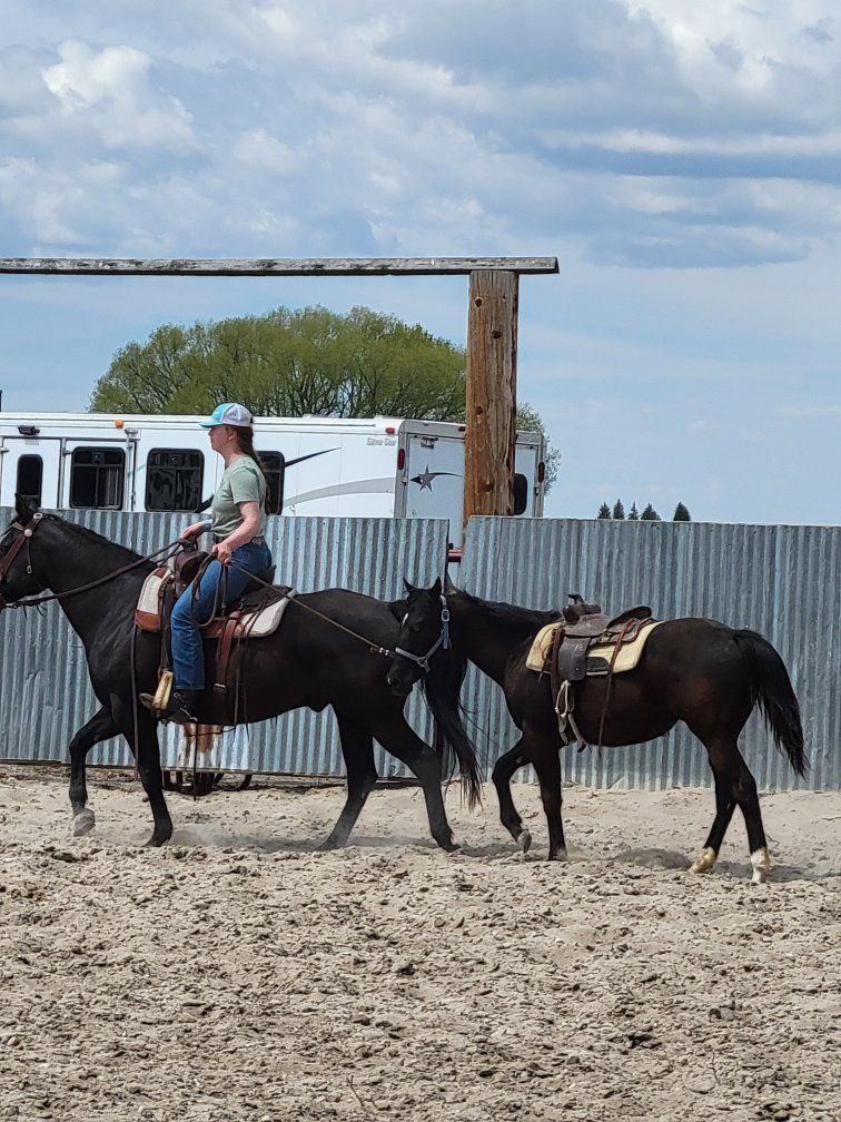 Registered APHA filly