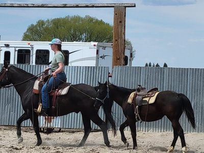 Registered APHA filly