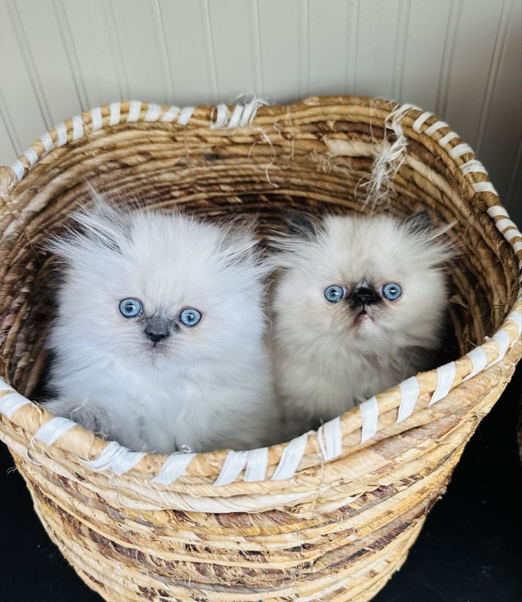 Purebred Persian Kittens