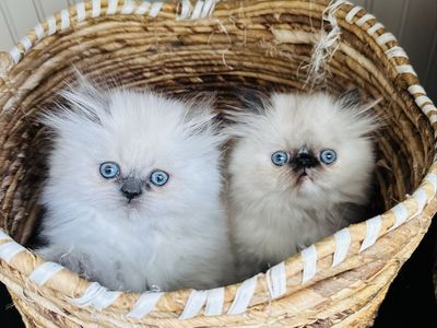 Purebred Persian Kittens