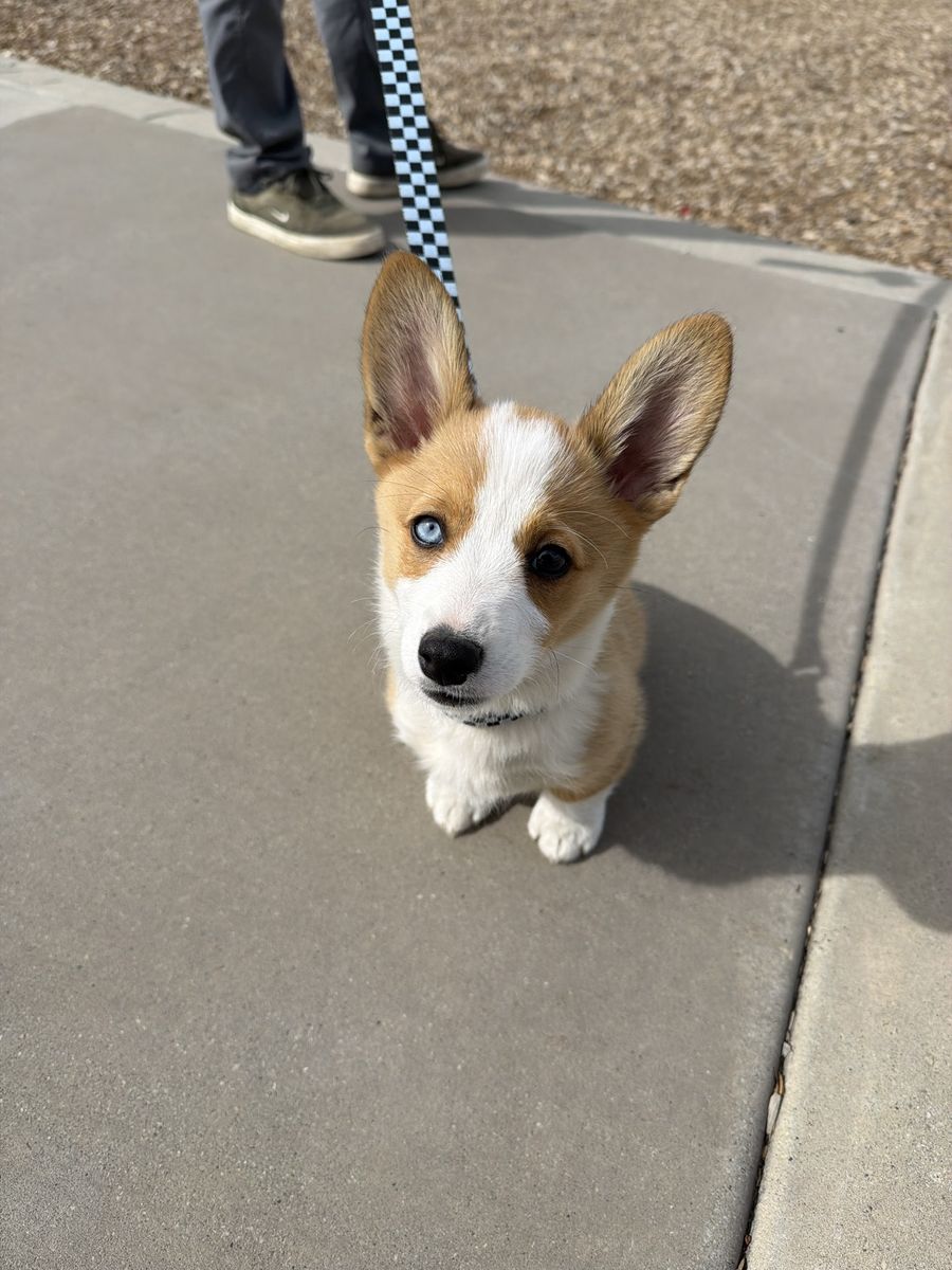 Corgi Puppy