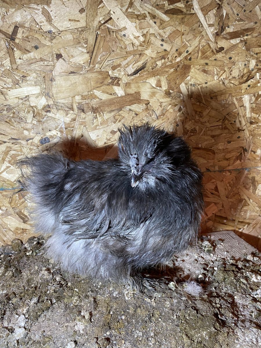 Black Silkie Hen