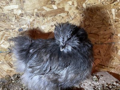 Black Silkie Hen
