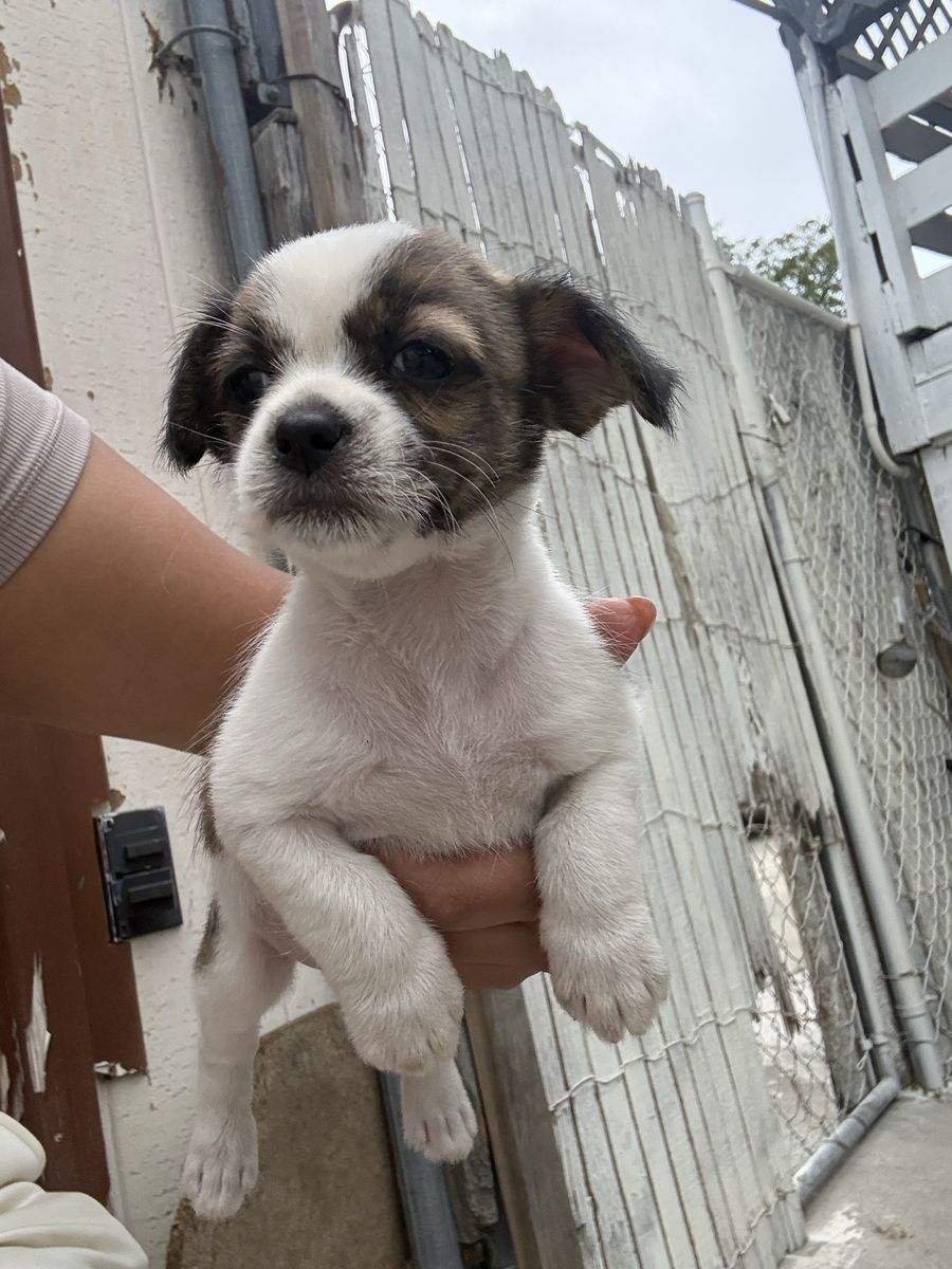 Chihuahuas Mix 