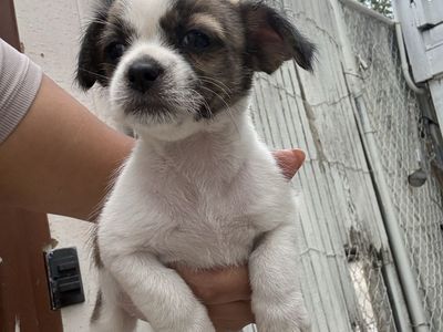 Chihuahuas Mix