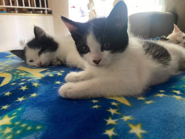 Kittens