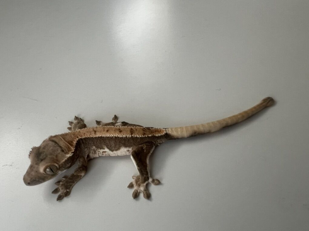 Baby Lilly White Crested Gecko