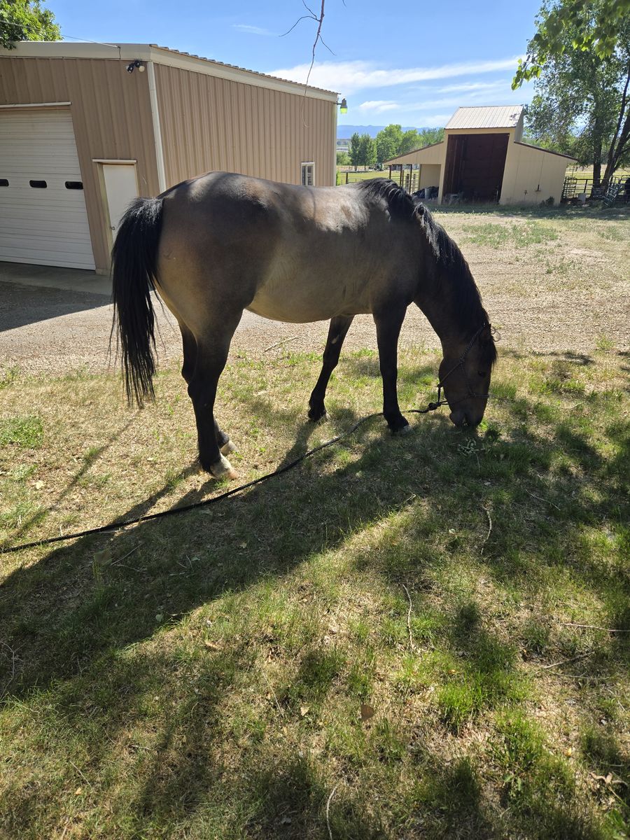 Horse for sale