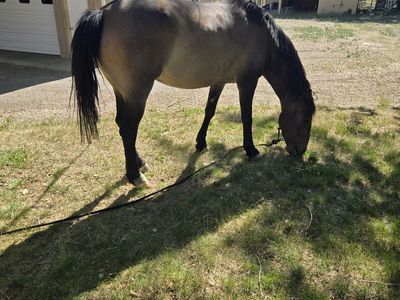 Horse for sale