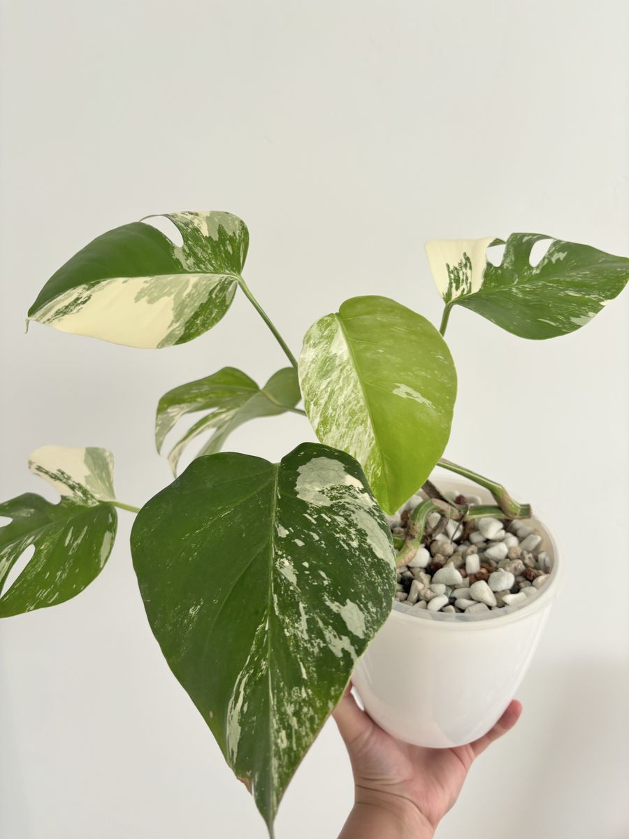 Monstera Albo Variegata Plant in Self-Watering Pot
