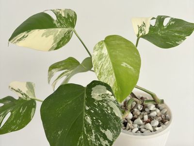 Monstera Albo Variegata Plant in Self-Watering Pot