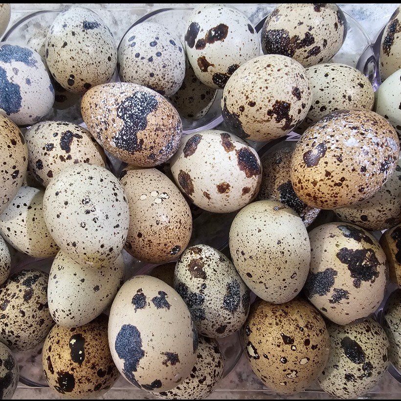 quail eggs for hatching or eating