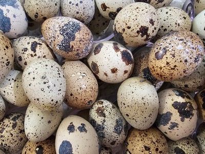 quail eggs for hatching or eating