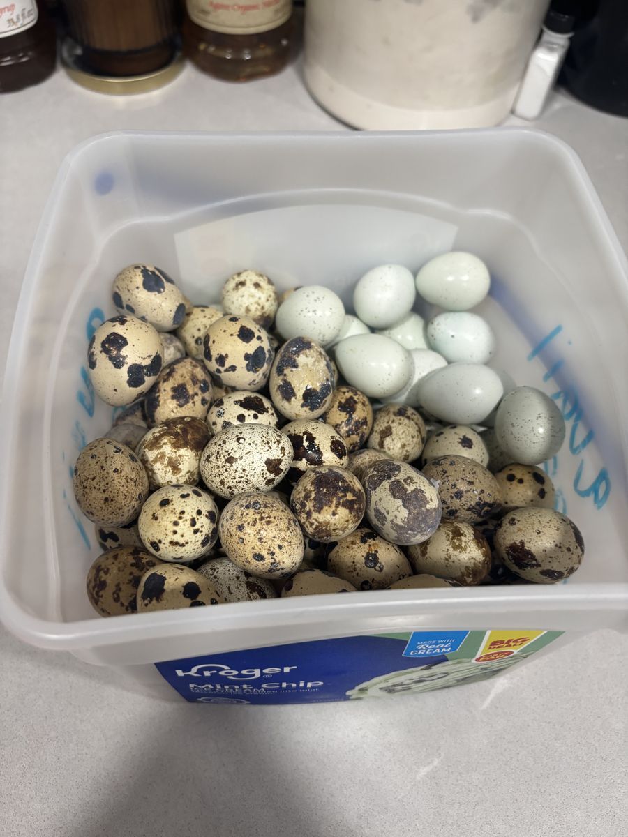 Fresh Quail Eggs!
