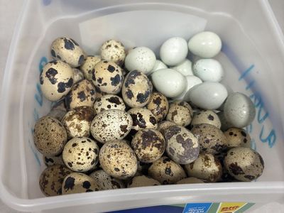 Fresh Quail Eggs!