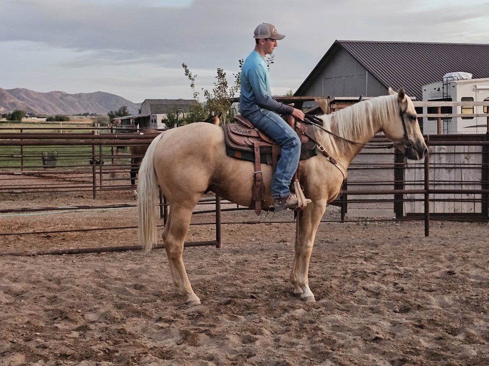 AQHA 3-yr old palomino gelding started roping