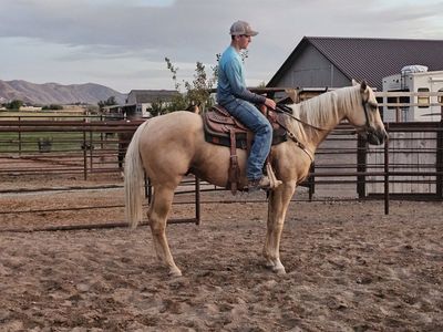 AQHA 3-yr old palomino gelding started roping
