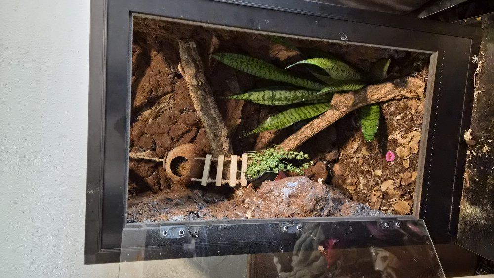 Pangea enclosure for sale