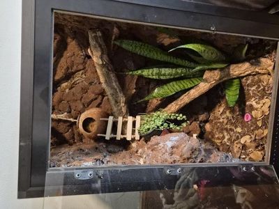 Pangea enclosure for sale