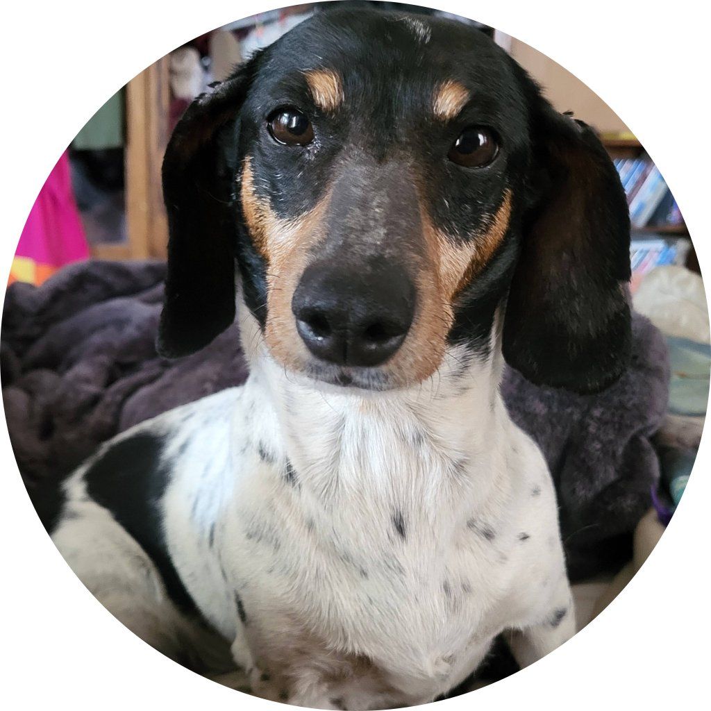 Dachshund female