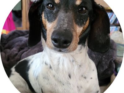 Dachshund female