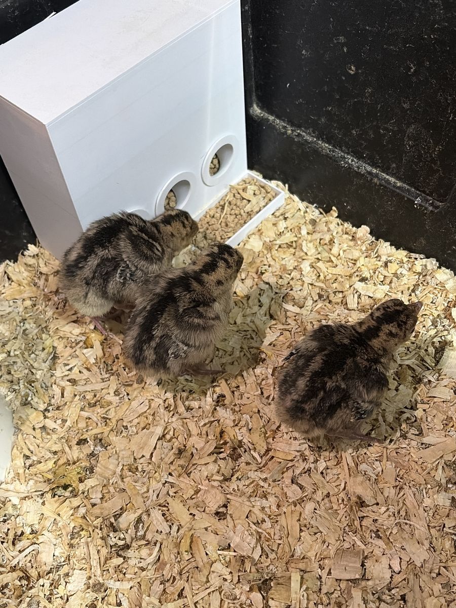 Narragansett Turkey Chicks - Hatched July 4th