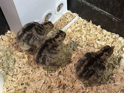 Narragansett Turkey Chicks - Hatched July 4th