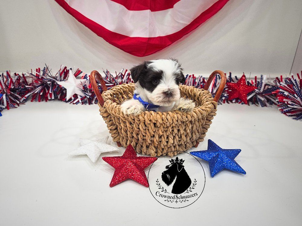 AKC Toy Schnauzers