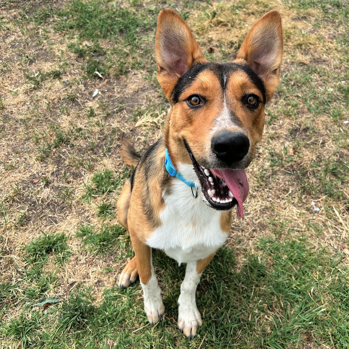 Scout