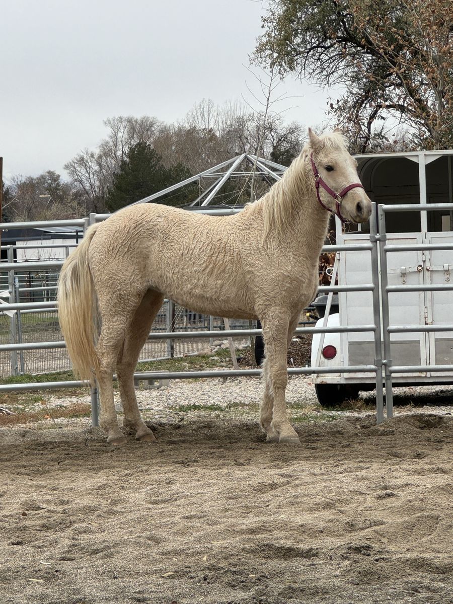 Registered 4-Year-Old Palomino Curly Missouri Fox Trotter Mare – 14.2hh+