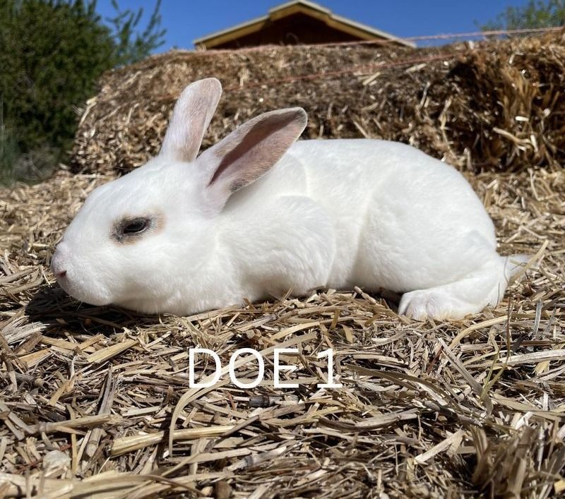 Main image 6