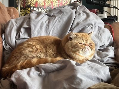 Exotic Shorthair Persian