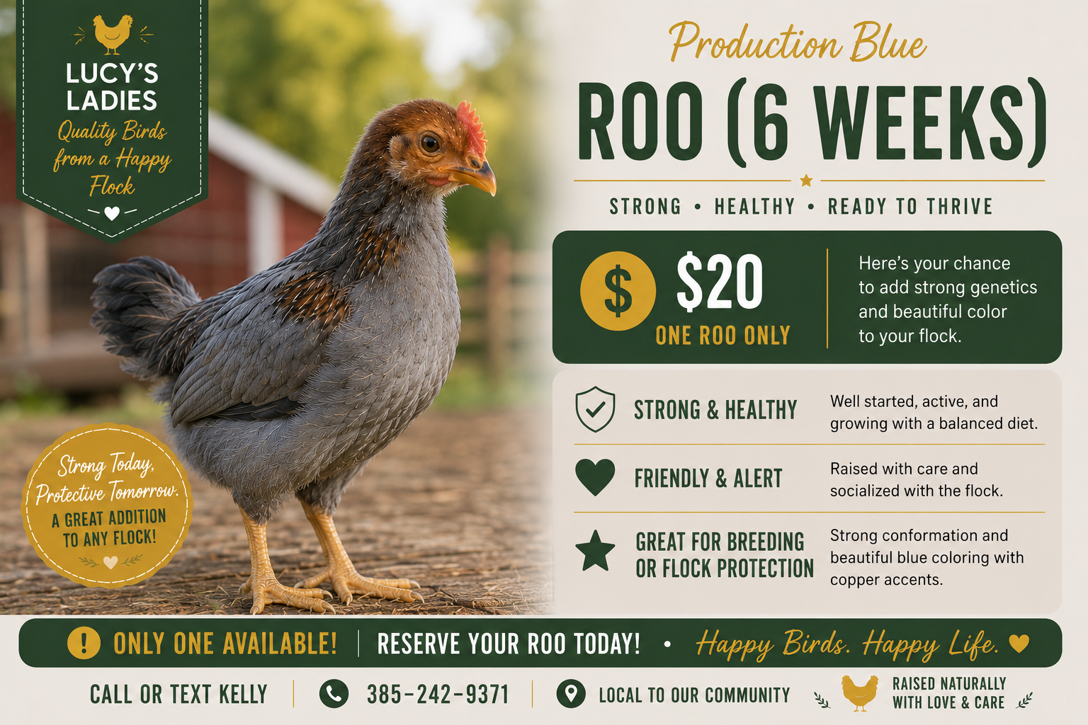 Friendly & Curious Juvenile Production Blue Cockerel (Young Rooster)