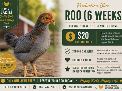 Friendly & Curious Juvenile Production Blue Cockerel (Young Rooster)