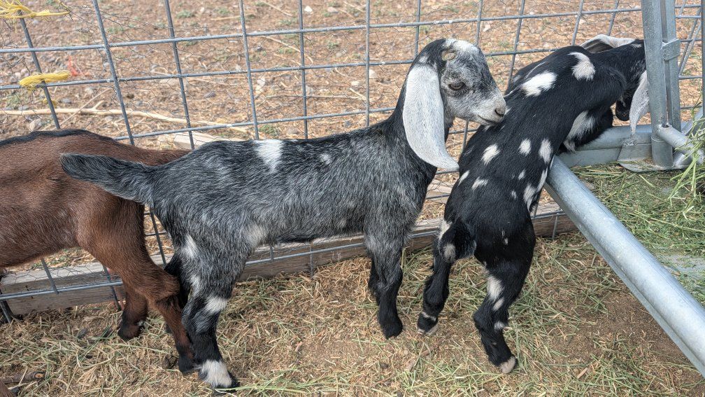 Nubian Doelings For Sale