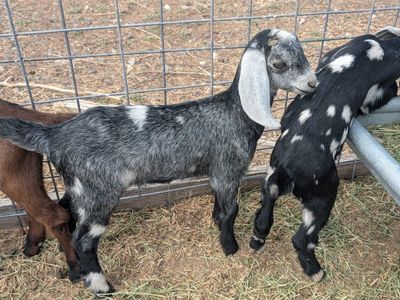 Nubian Doelings For Sale