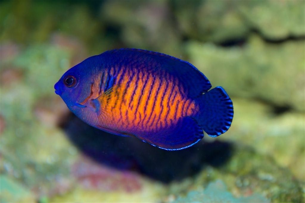 4 Saltwater fishes