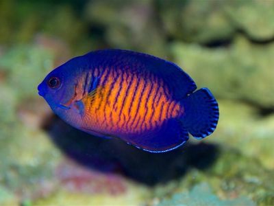 4 Saltwater fishes