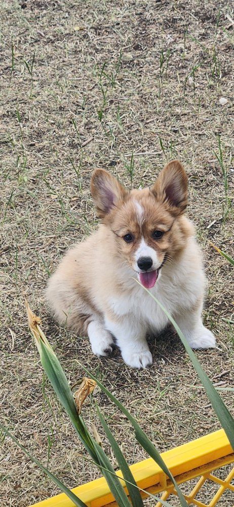 akc   female Pembroke Welsh Corgis