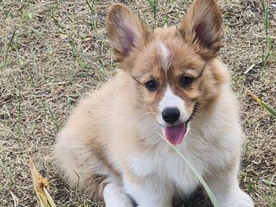 akc female Pembroke Welsh Corgis