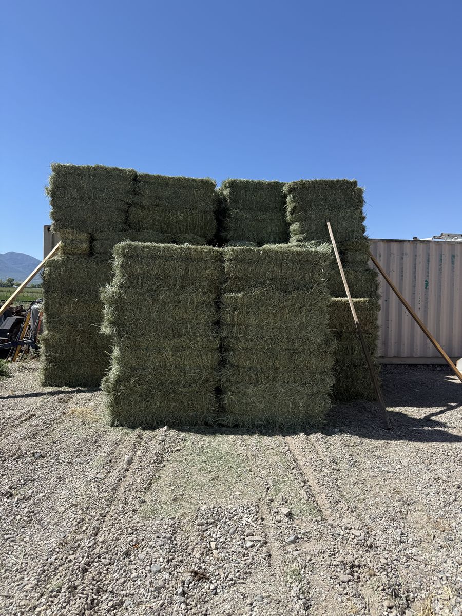 Grass Hay
