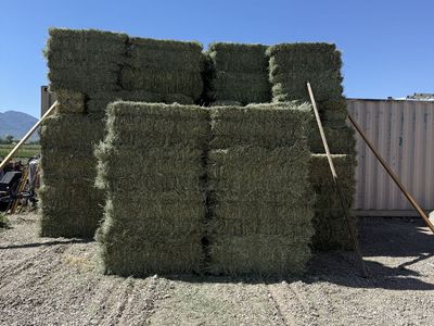 Grass Hay