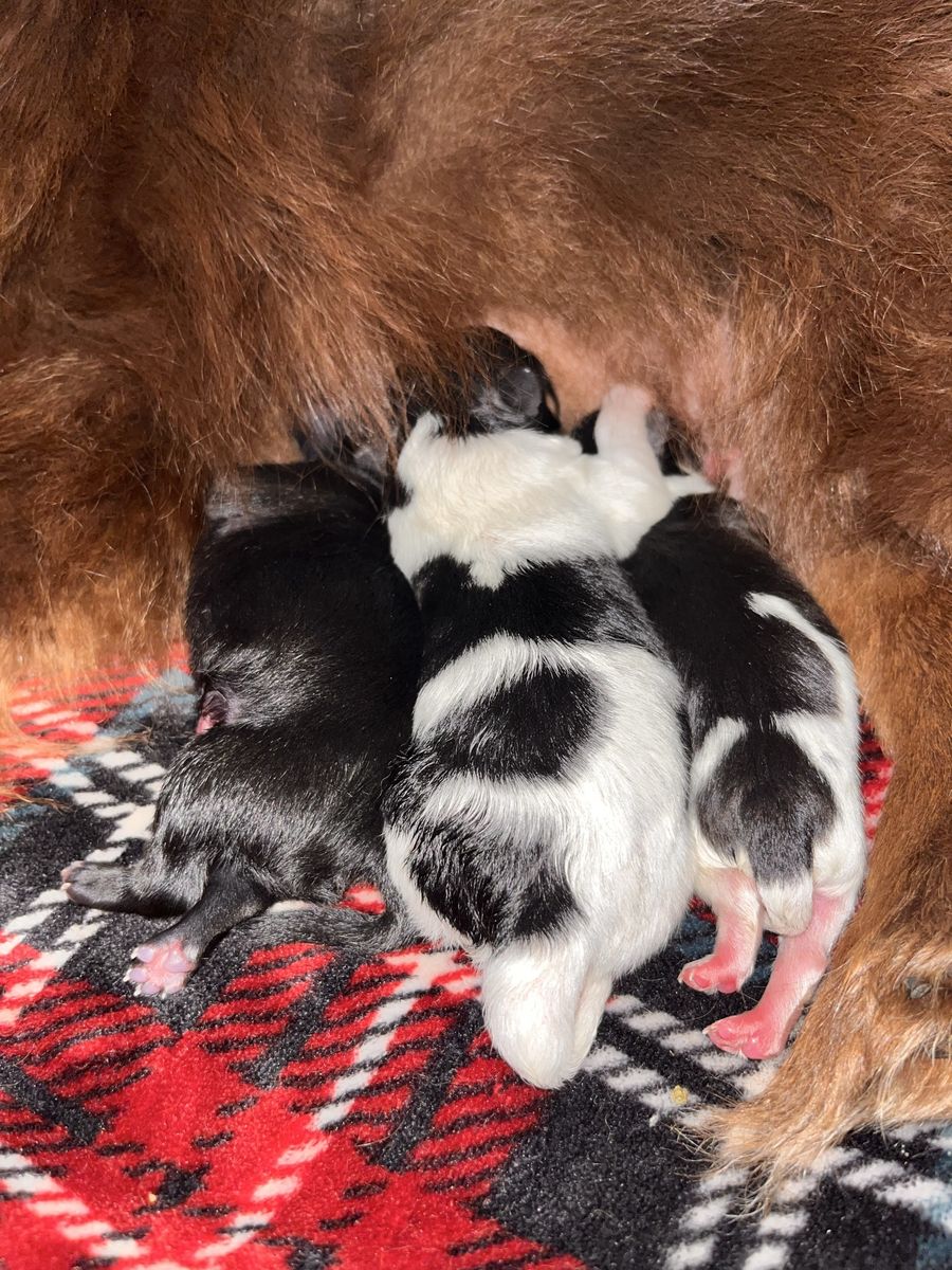 Full Breed Pomeranian Puppies - 2 Males, 1 Female - Ready October