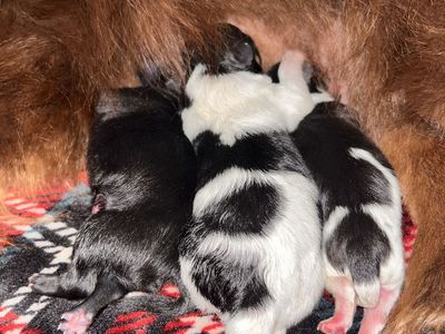 Full Breed Pomeranian Puppies - 2 Males, 1 Female - Ready October