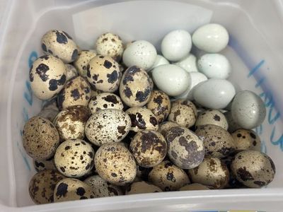 Fresh Quail Eggs!