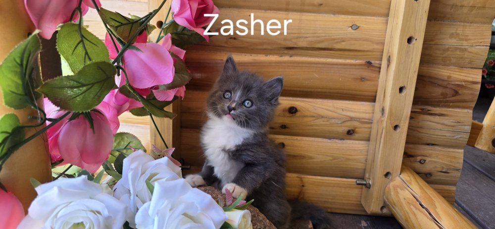 Kittens For Sale In Cedar City Ut.
