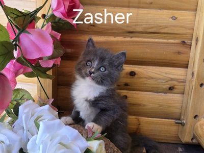 Kittens For Sale In Cedar City Ut.
