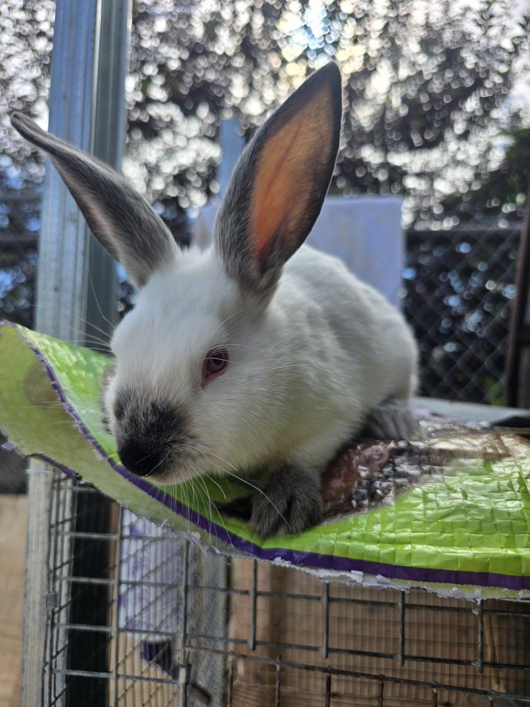 purebred californian rabbits